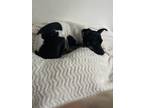 Adopt Mango a White - with Black Rat Terrier / Fox Terrier (Toy) / Mixed dog in