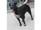 Adopt Bellatrix a Black - with White American Pit Bull Terrier / Blue Heeler /