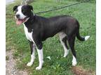 Adopt Oakley (Neutered) a Black - with White Great Dane / Mixed dog in Marietta