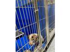 Adopt Flame a Red/Golden/Orange/Chestnut Airedale Terrier dog in Whiteville