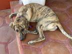 Adopt Zsa Zsa a Brindle Plott Hound / Labrador Retriever / Mixed dog in El
