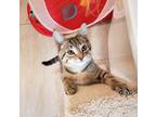 Adopt Milo & Millie a Brown Tabby Domestic Shorthair (short coat) cat in