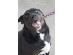 Adopt Marshall a Black Labrador Retriever / Mixed Breed (Medium) / Mixed (short