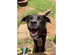 Adopt Codie a Black - with White Blue Heeler / Mixed dog in Birmingham