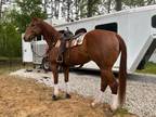 Fancy broke running bred gelding