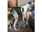 Hank Great Dane Adult Male
