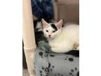 Chaplin Domestic Shorthair Kitten Female