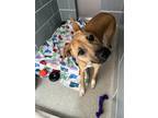 Maisy Labrador Retriever Adult Female