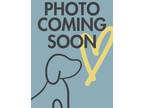Granola German Shepherd Dog Adult Female