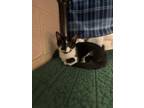 Orca Domestic Shorthair Kitten Male