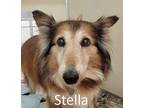 Stella Collie Senior Female
