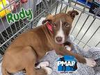 Rudy Puppy Male