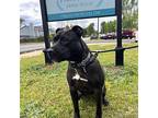 Becky American Pit Bull Terrier Senior Female
