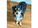 McFarlane Dachshund Adult Male