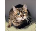 Mochi Bengal Adult Female