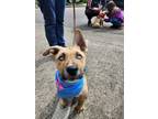 Eros Mixed Breed (Large) Puppy Male