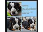 Bandit Australian Shepherd Puppy Male