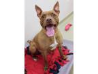 Nala American Pit Bull Terrier Adult Female