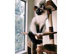 Nugget Siamese Senior Female