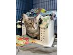 Space Domestic Mediumhair Kitten Female