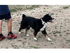 Dixie Australian Shepherd Adult Female