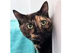 Jewels Domestic Shorthair Kitten Female
