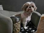 Teddy Shih Tzu Senior Male