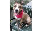 Taffy American Pit Bull Terrier Adult Female