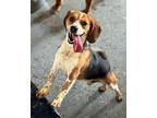 Mack DD Beagle Male