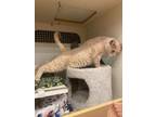 Simba CR Domestic Shorthair Senior Male