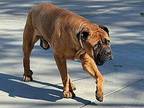 Dolemite Mastiff Senior Male