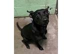Cricket Pharaoh Hound Adult Male
