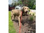 Troy Labrador Retriever Young Male