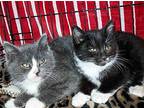 Truly, Arturo,Tortilla, Cinco, 4 kits Domestic Shorthair Kitten Male