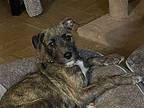Gala Puppy Female