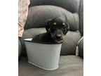 Roman Shepherd (Unknown Type) Puppy Male