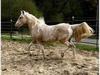 Trail horse delux