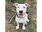 Adopt Frostie a Pit Bull Terrier