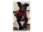 Adopt Reese a Border Collie, Black Labrador Retriever