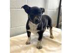 Adopt ELMO a Australian Cattle Dog / Blue Heeler