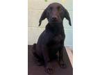 Adopt GERTRUDE MCFUZZ a Labrador Retriever