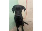 Adopt OLIVE a Labrador Retriever