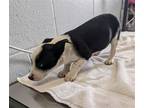 Adopt FRAZZLE a Australian Cattle Dog / Blue Heeler