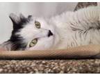 Adopt Mimi - 6 years young! a Domestic Medium Hair