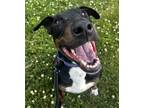 Adopt BoPeep a Bull Terrier