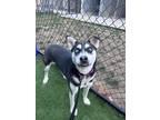 Adopt Lola a German Shepherd Dog, Husky