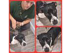 Adopt Berreta a Pointer