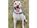 Adopt Spring a Boxer, Terrier