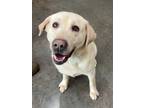 Adopt Appt. Pending - Maisey a Labrador Retriever