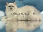 Imported Health Tested Parents Tica Reg Ragdolls